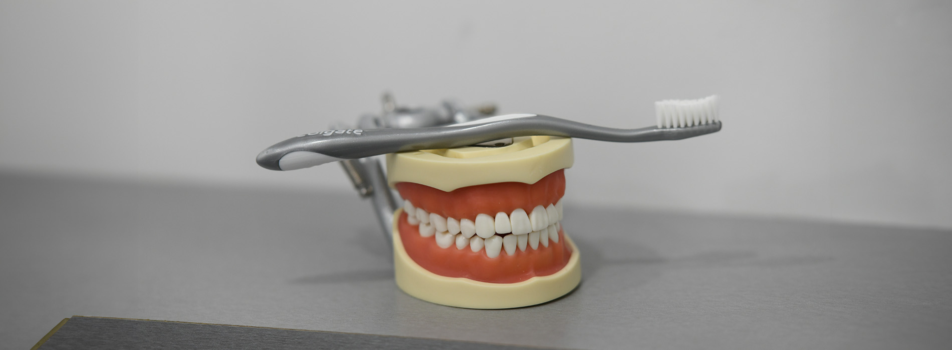 A dental model with a toothbrush in its mouth.