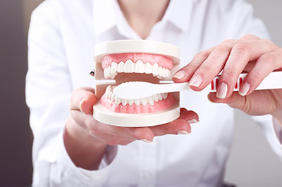 A woman's hands holding a dental model with open jaws, showcasing the teeth and gum structure.